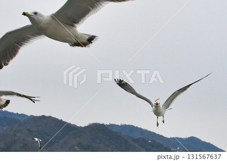 天橋立観光船　観光船についてくる海鳥　（京都府宮津市） 131567637
