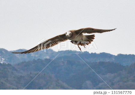 天橋立観光船　観光船についてくる海鳥　（京都府宮津市） 131567770