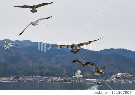 天橋立観光船　観光船についてくる海鳥　（京都府宮津市） 131567807