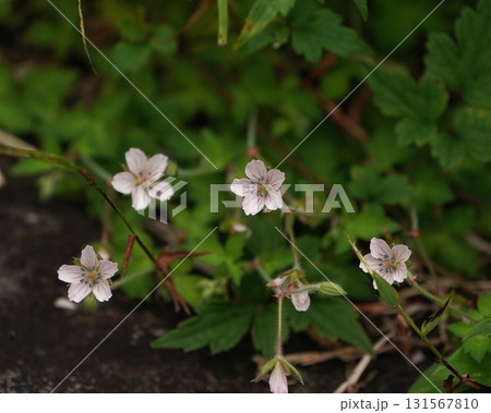ゲンノショウコの花 ゲンノショウコの花 131567810