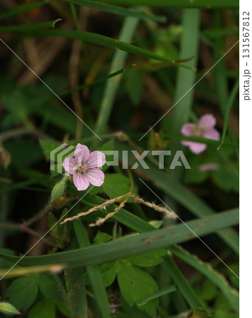 ゲンノショウコの花 131567812