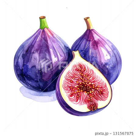 無花果の水彩イラスト 131567875