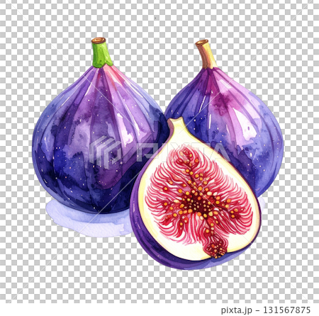 無花果の水彩イラスト 131567875