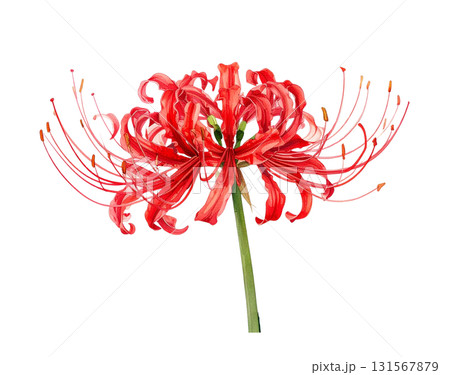 彼岸花の水彩イラスト 131567879