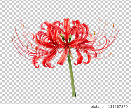 彼岸花の水彩イラスト 131567879