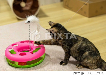 錆猫 錆猫 131567904