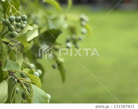 緑の葉と未熟な実のクローズアップ 緑の葉と未熟な実のクローズアップ 131567915