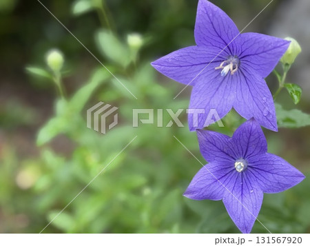 ふたつ並んだ可憐な桔梗 ふたつ並んだ可憐な桔梗 131567920