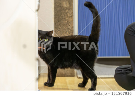 黒猫 黒猫 131567936