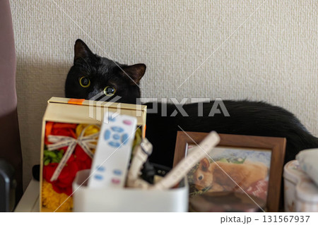 黒猫 黒猫 131567937