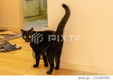 黒猫 131567952