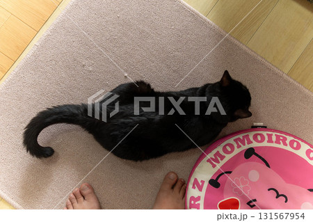 黒猫 黒猫 131567954