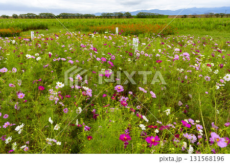 福井県を代表するコスモスの名所　宮ノ下コスモス広苑 131568196