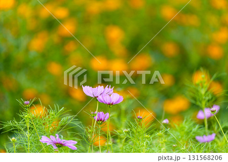 福井県を代表するコスモスの名所 宮ノ下コスモス広苑 福井県を代表するコスモスの名所 宮ノ下コスモス広苑 131568206