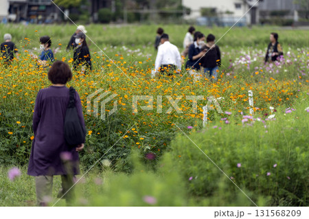 福井県を代表するコスモスの名所　宮ノ下コスモス広苑 131568209