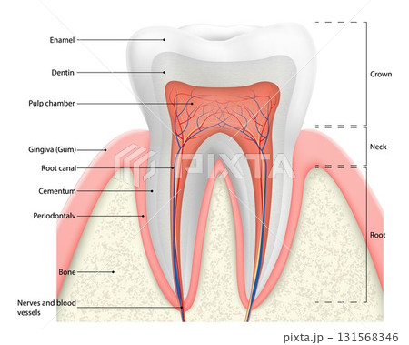 Human tooth structure vector diagram. The anatomy of the tooth. Cross section scheme representing tooth layers enamel, dentine, pulp with blood vessels and nerves, cementum and structures around it. Human tooth structure vector diagram. The anatomy of the tooth. Cross section scheme representing tooth layers enamel, dentine, pulp with blood vessels and nerves, cementum and structures around it. 131568346