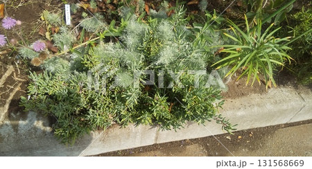 マツバギクとアサギリ草 131568669