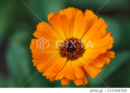 The bright orange flower of the autumn marigold 131568708