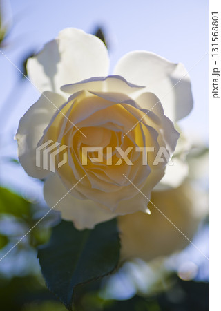 薔薇園に白い薔薇の花が咲いています。このバラの名前はエーデルワイスです。 131568801
