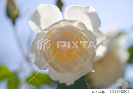 薔薇園に白い薔薇の花が咲いています。このバラの名前はエーデルワイスです。 131568802