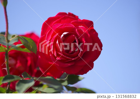 薔薇園に赤い薔薇の花が咲いています。このバラの名前はあやおりです。 131568832