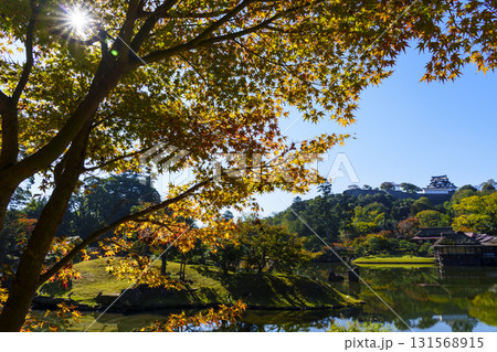 紅葉真っ盛りの玄宮園から望む彦根城 紅葉真っ盛りの玄宮園から望む彦根城 131568915