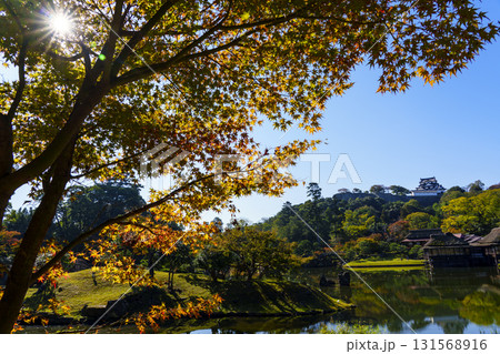 紅葉真っ盛りの玄宮園から望む彦根城 131568916