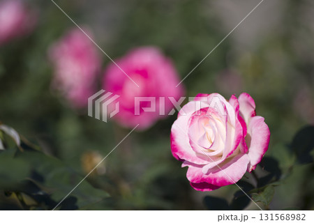 薔薇園にピンク色と白色の薔薇の花が咲いています。このバラの名前はディスティニィ(Destiny)です 薔薇園にピンク色と白色の薔薇の花が咲いています。このバラの名前はディスティニィ(Destiny)です 131568982