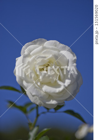 薔薇園に白いバラの花が咲いています。このバラの名前はホワイトアローです。 薔薇園に白いバラの花が咲いています。このバラの名前はホワイトアローです。 131569020