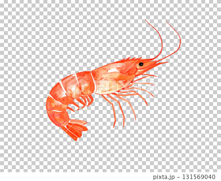 海老の水彩イラスト 131569040
