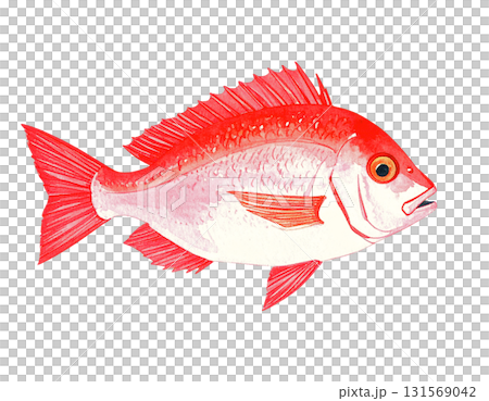 真鯛の水彩イラスト 131569042