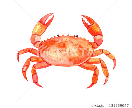 蟹の水彩イラスト 131569047