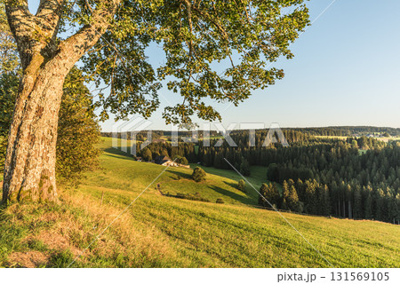 Hilly landscape of the Black Forest near St. Maergen, Baden-Wuerttemberg, Germany 131569105