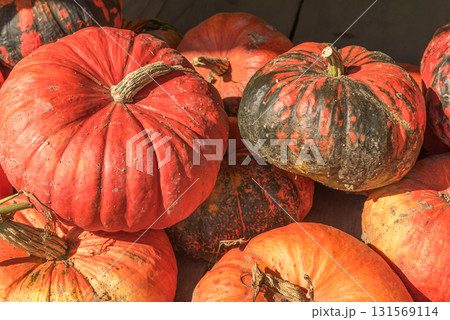 Freshly harvested pumpkins, gourds, and ribbed heirloom winter squash 131569114