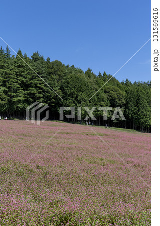 長野県上伊那郡箕輪町に広がる赤そばの里 長野県上伊那郡箕輪町に広がる赤そばの里 131569616