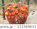 箱根のカボチャのハロウィン 131569631