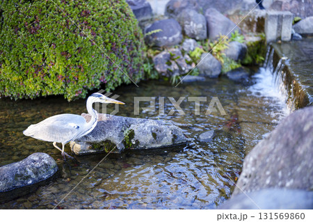 紅葉真っ盛りの金沢　日本三名園のひとつ兼六園 131569860