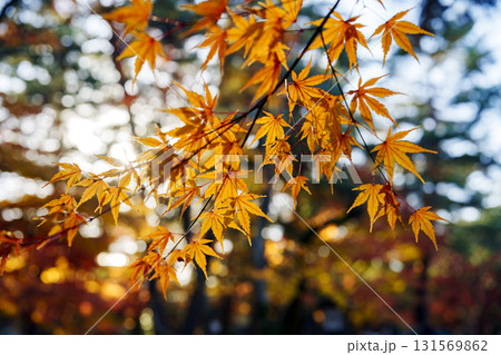 紅葉真っ盛りの金沢　日本三名園のひとつ兼六園 131569862