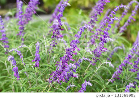 サルビア・レウカンタ　Mexican Bush Sage 131569905