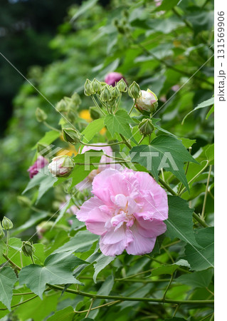 スイフヨウ（酔芙蓉）　Confederate rose 131569906