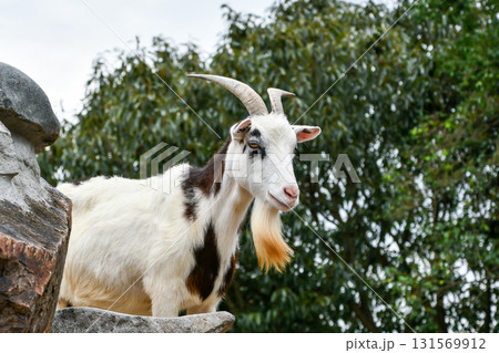 ヤギ　Goat 131569912