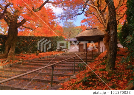 哲学の道沿いにある安楽寺(京都市左京区)山門前の見事な紅葉 哲学の道沿いにある安楽寺(京都市左京区)山門前の見事な紅葉 131570028