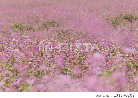 赤そば, そばの花, 赤そばの里, 長野, 箕輪町, 信州, 花畑, 花, ピンク, 満開, 自然, 131570208