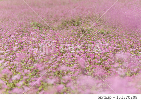 赤そば, そばの花, 赤そばの里, 長野, 箕輪町, 信州, 花畑, 花, ピンク, 満開, 自然, 赤そば, そばの花, 赤そばの里, 長野, 箕輪町, 信州, 花畑, 花, ピンク, 満開, 自然, 131570209