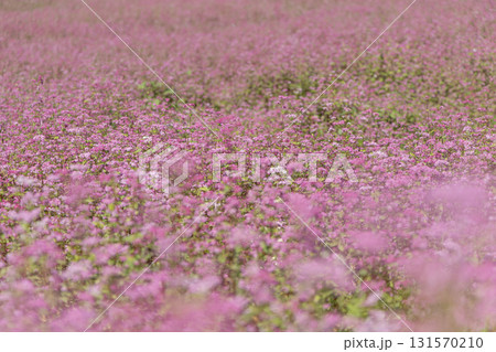 赤そば, そばの花, 赤そばの里, 長野, 箕輪町, 信州, 花畑, 花, ピンク, 満開, 自然, 131570210