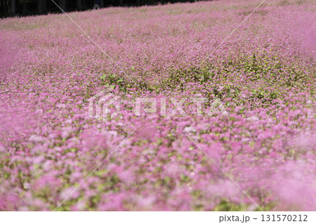 赤そば, そばの花, 赤そばの里, 長野, 箕輪町, 信州, 花畑, 花, ピンク, 満開, 自然, 131570212
