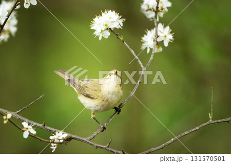 Common chiffchaff bird on a branch 131570501