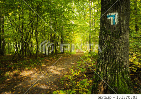 Symbol of a long distance hiking trail in a forest 131570503