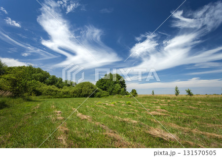 Dispersed white clouds over a green meadow 131570505