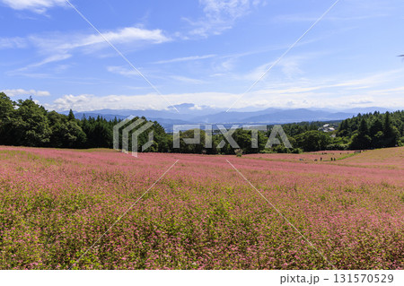 長野県箕輪町の赤そば畑と青い山々の美しい風景 長野県箕輪町の赤そば畑と青い山々の美しい風景 131570529